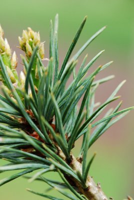 Pinus flexis 'Reflexa' - borovice ohebná - jehlice